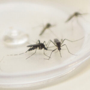 Paraná registra 1,8 mil novos casos de dengue; veja boletim