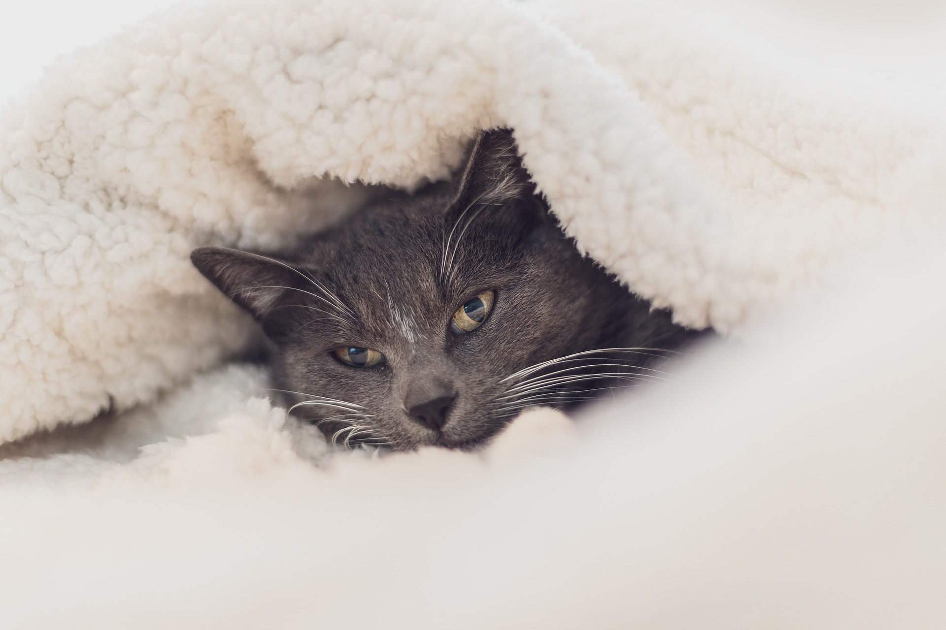 Cats need care in winter to avoid illnesses and accidents