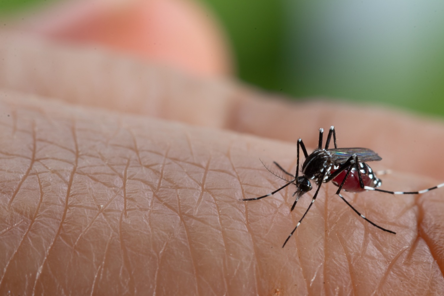 aedes-aegypti-mosquito-dengue