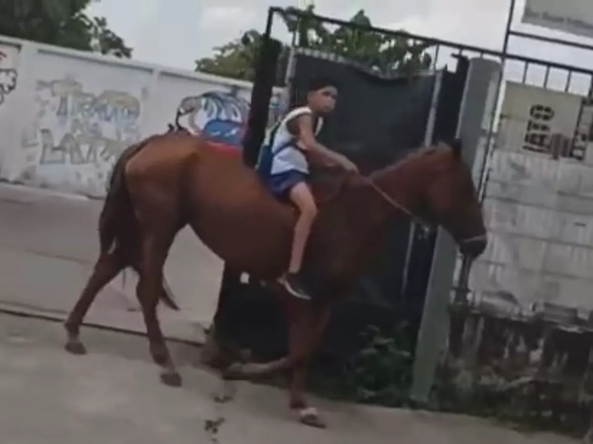criança indo de cavalo para a escola