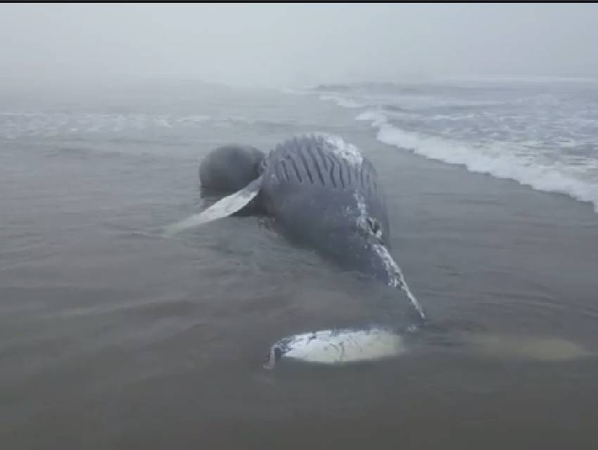 baleia-jubarte-pontal-parana