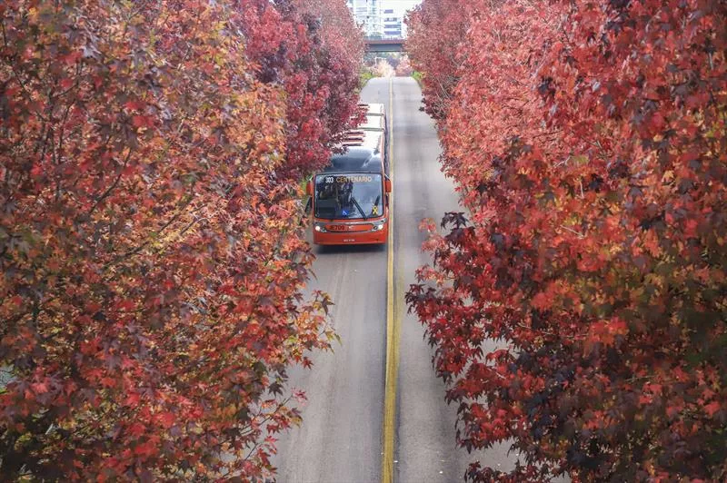 rua outono curitiba