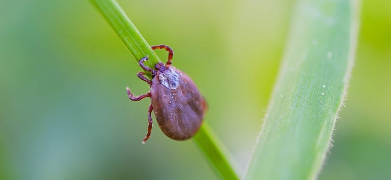 febre-maculosa-campinas