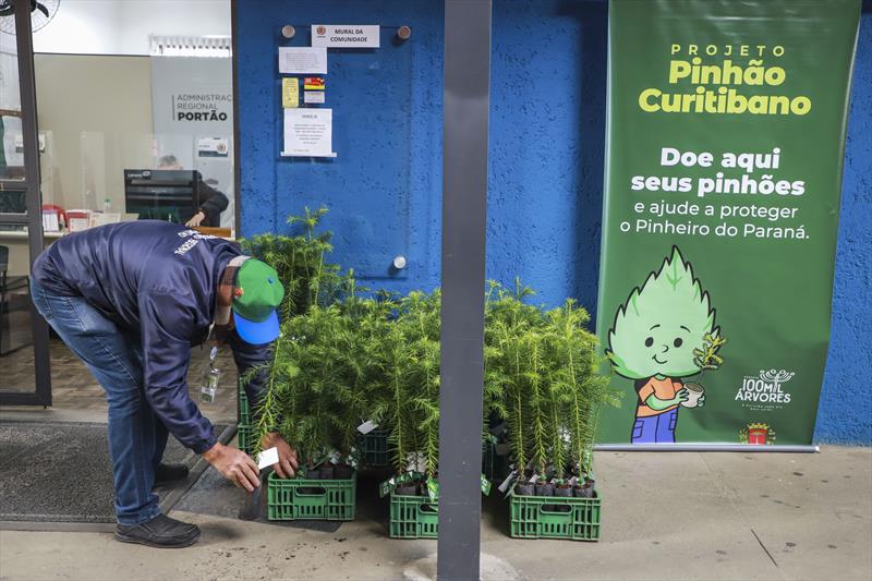 mudas-araucaria-curitiba