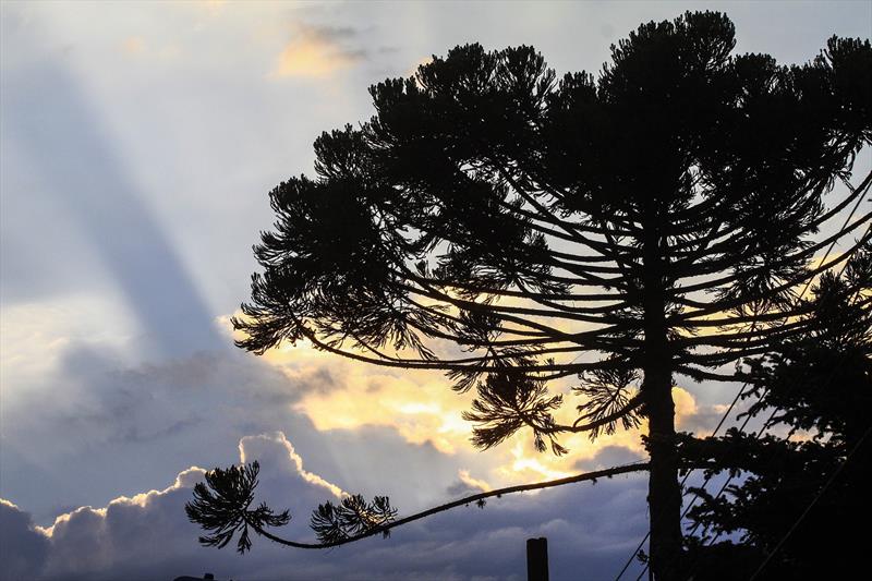 mudas-araucarias-curitiba