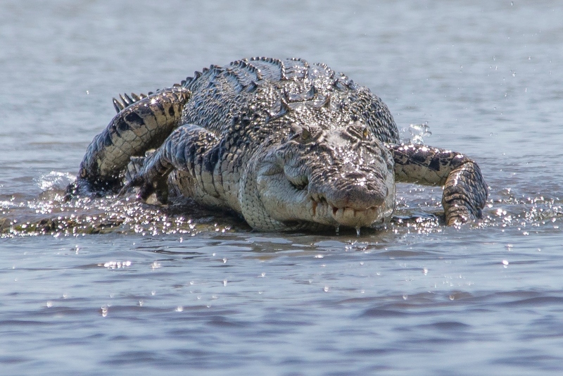 mulher-presa-crocodilo