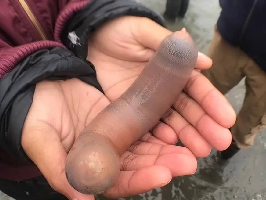 peixes-penis-argentina