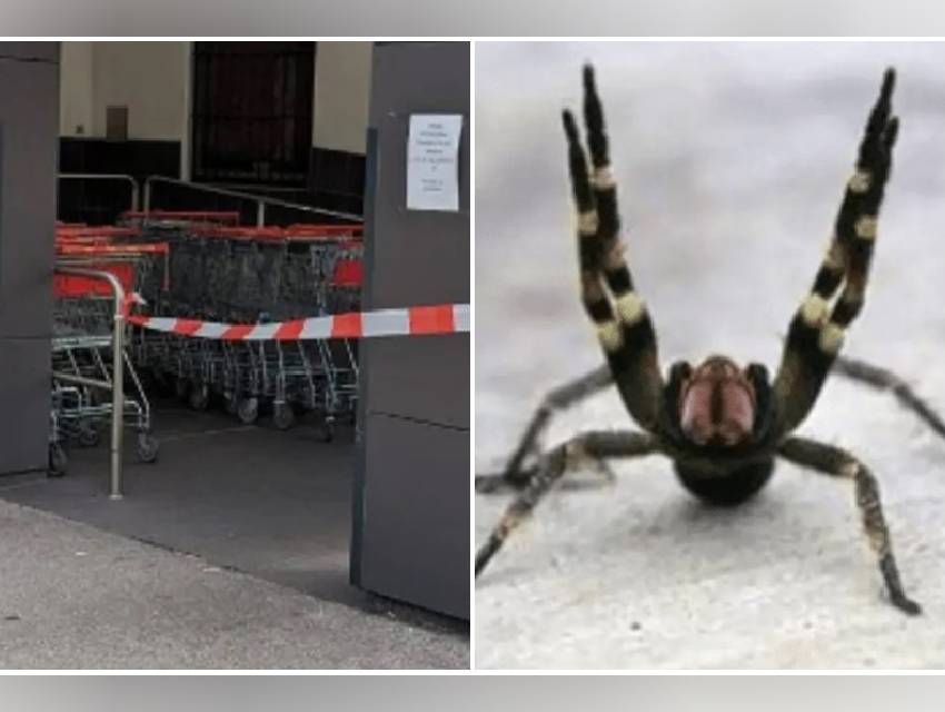 aranha-brasileira-que-causa-erecao