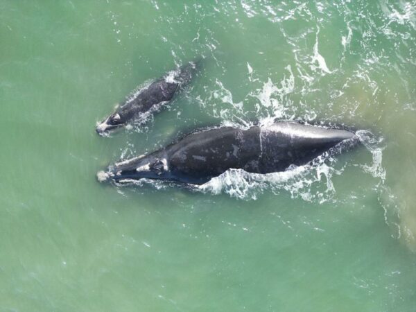 baleia-franca-parana