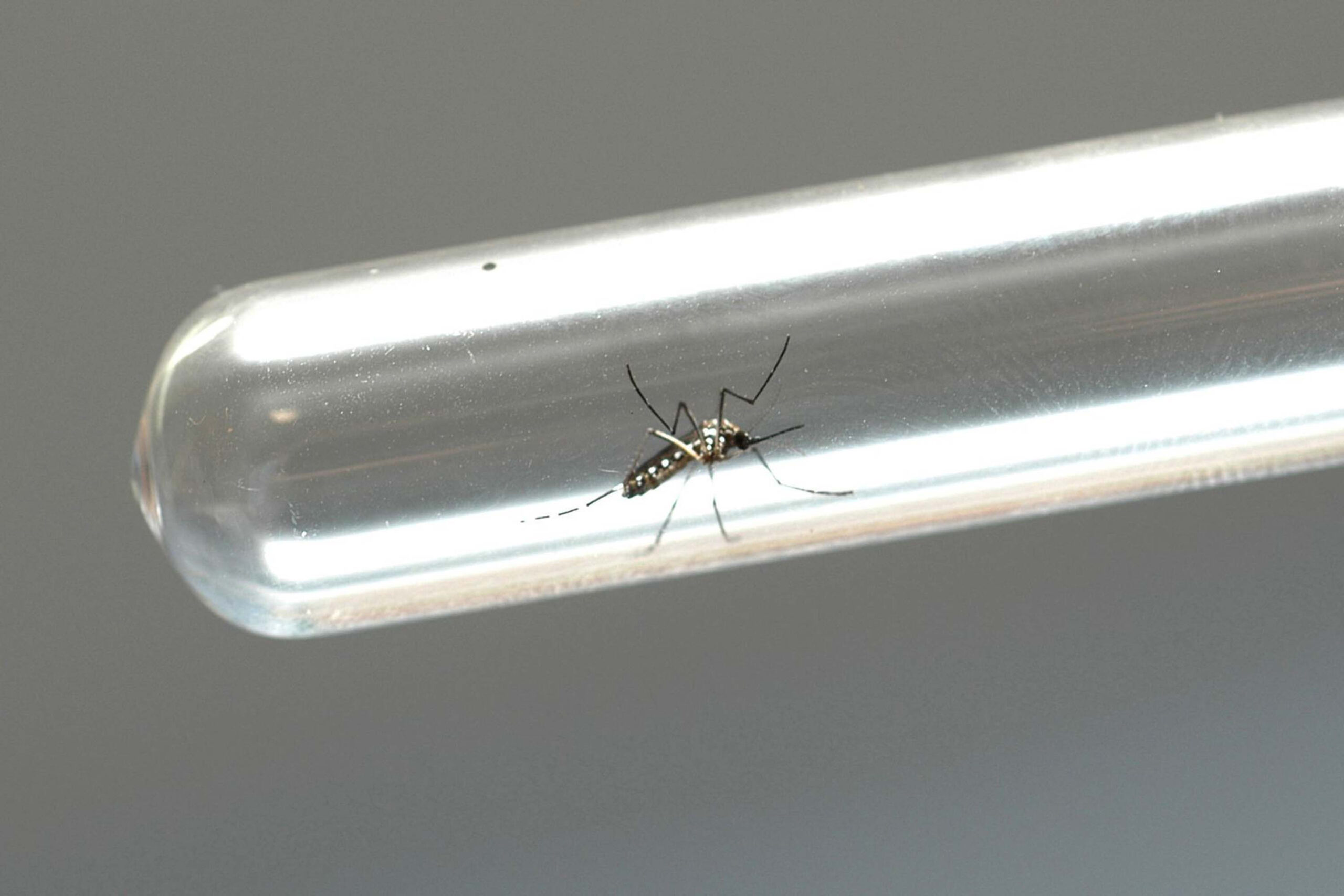 dengue-no-parana