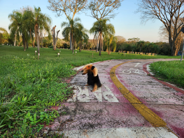 tamandua-mirim-itaipu-2