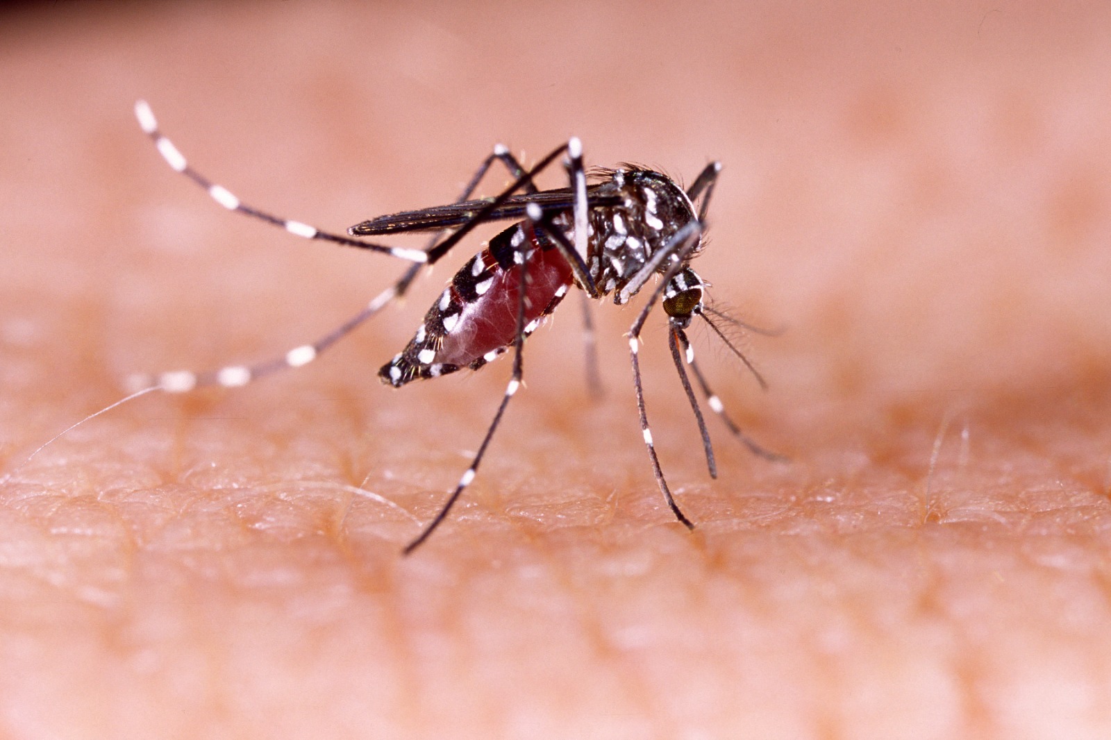 casos-de-dengue-curitiba