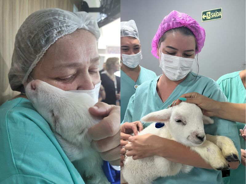 ovelhas-hospital-curitiba