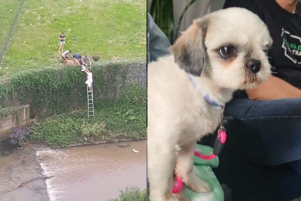 cachorros-jogados-rio-curitiba