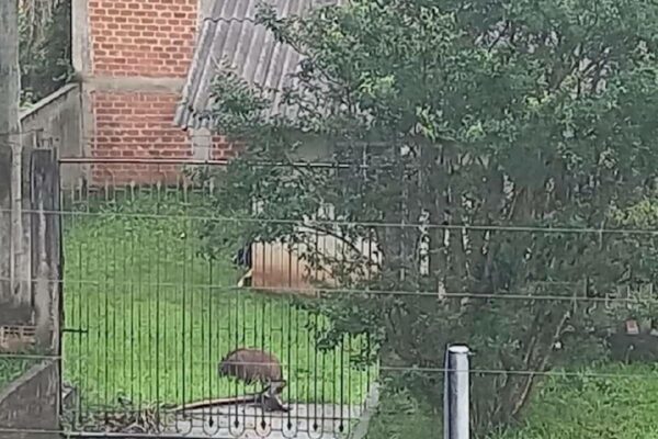 capivara-passeando-curitiba