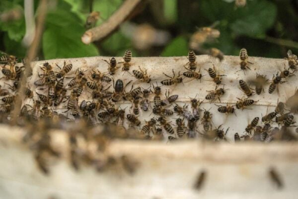 como-se-proteger-ataque-de-abelhas