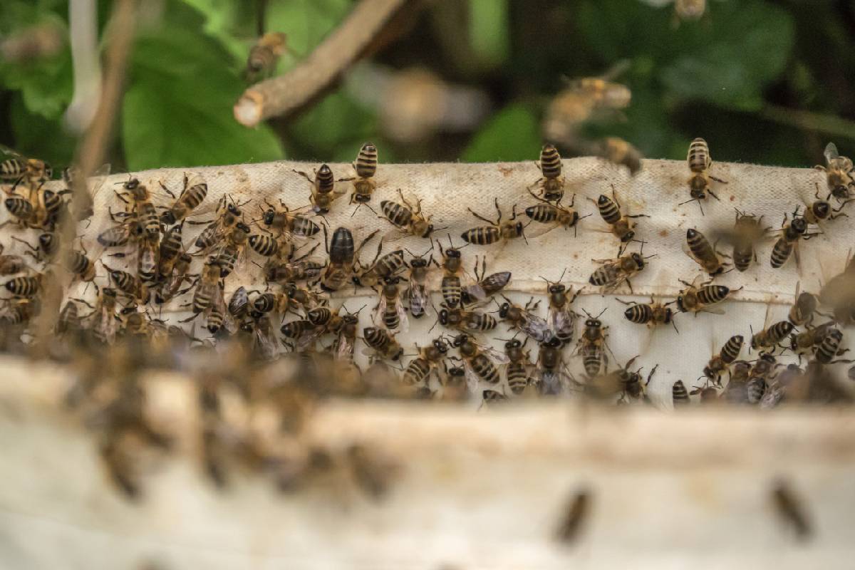 como-se-proteger-ataque-de-abelhas