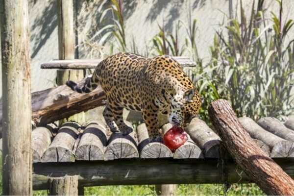 picole-zoologico-curitiba