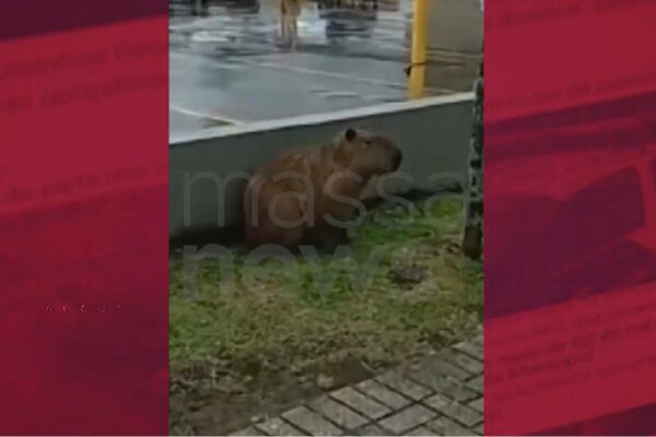 capivara-mcdonalds-curitiba