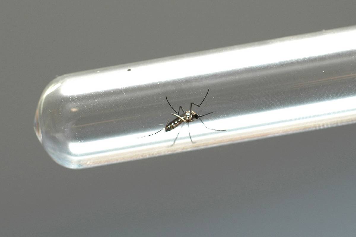 dengue-brasil