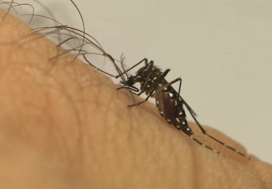 Tudo-sobre-dengue-sintomas-vacina-tratamento-e-mais-Aedes-aegypti