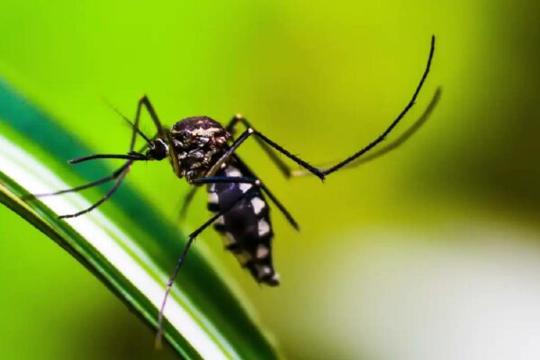 repelente-contra-dengue