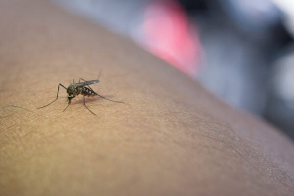 novos-casos-dengue-curitiba