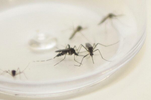 curitiba-casos-dengue
