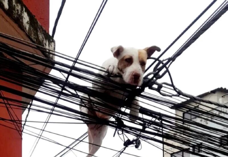 Cachorro cai de prédio e sobrevive graças aos fios de postes