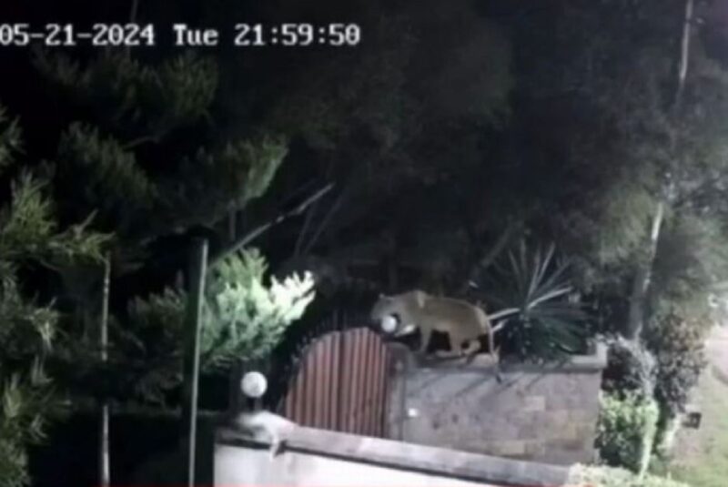 Leoa invade residência e caça cachorro rottweiler de 75 kg video