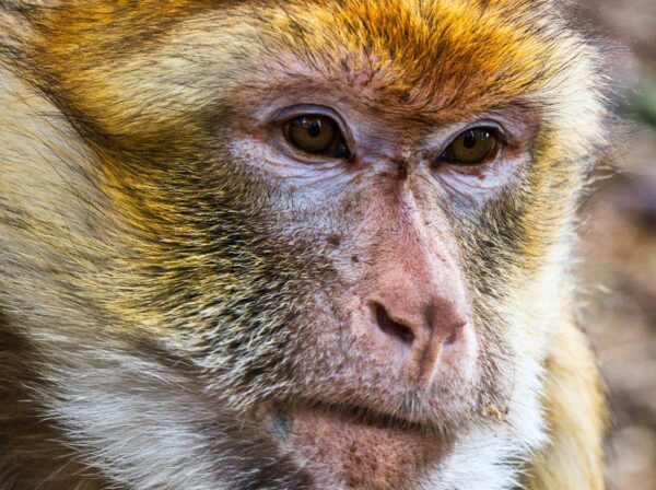 Macaco bêbado morde cinco pessoas e provoca pânico em bairro