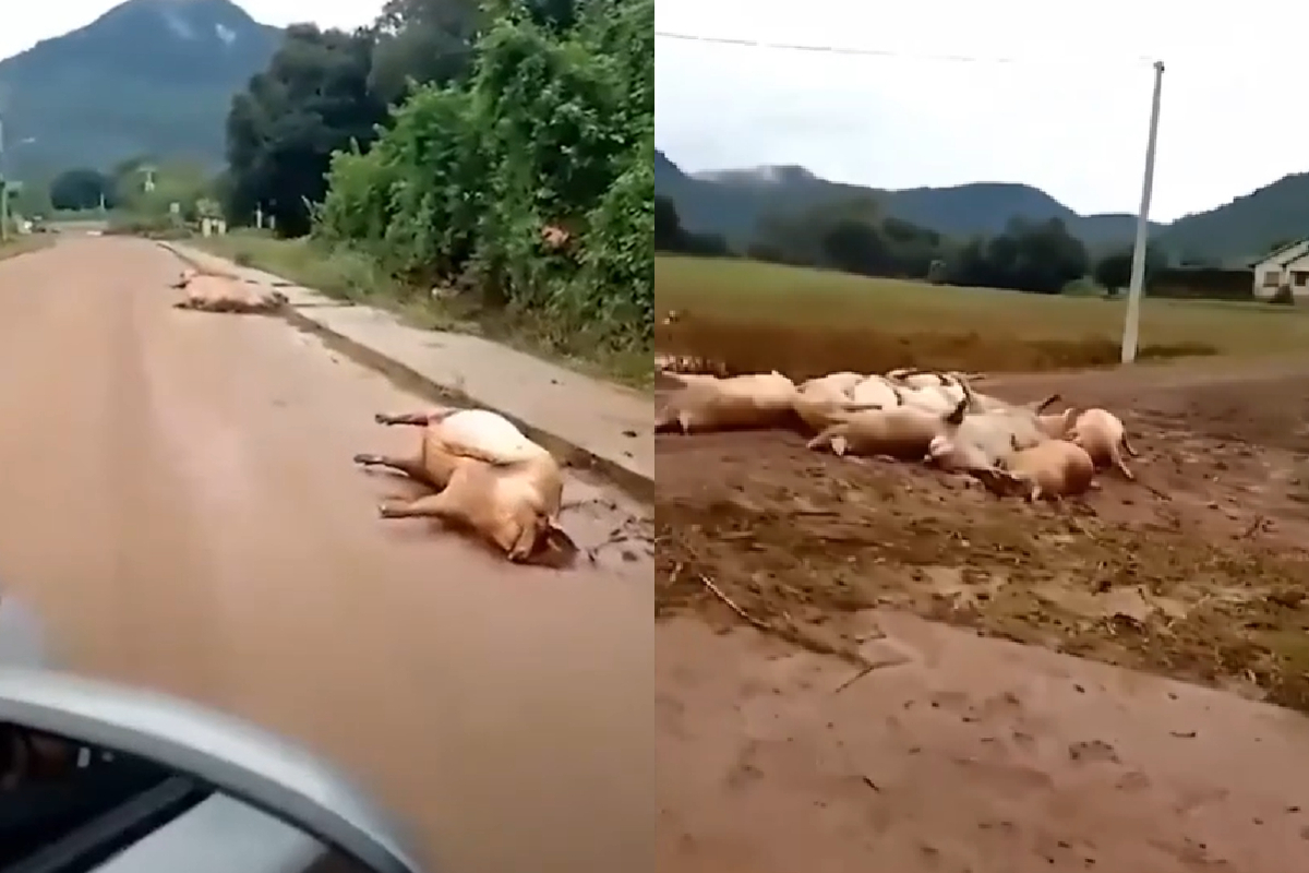 Cenas devastadoras mostram animais mortos no RS