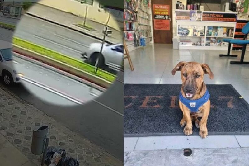 cachorro-atropelado-curitiba-mercado-municipal