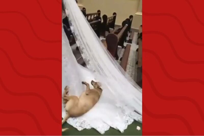 cachorro-invade-casamento