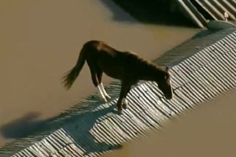 cavalo-no-telhado-enchente