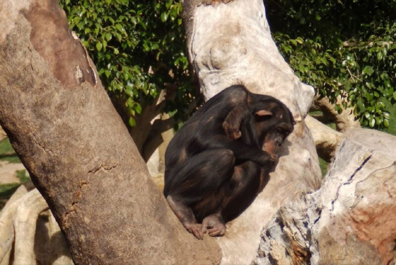Chimpanzé não larga filhote morto há três meses em zoo da Espanha