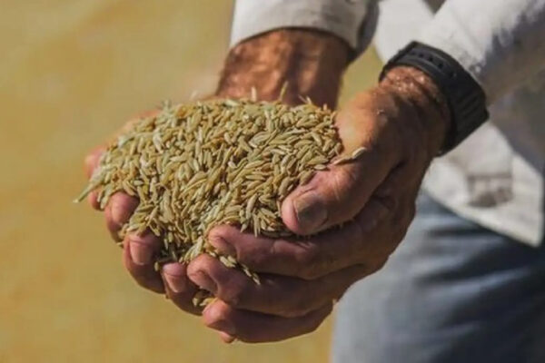 preco-do-arroz-importado-governo-federal