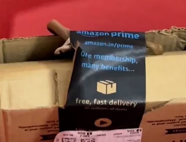 Casal descobre cobra em pacote da Amazon ao receber controle de Xbox