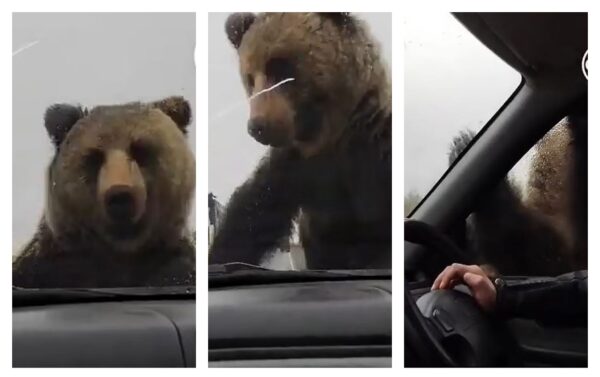 Urso tenta entrar em carro quebrado e deixa passageiros em pânico