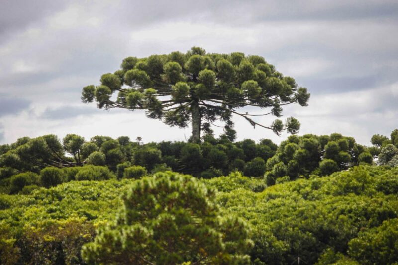 mudas-de-araucaria-curitiba