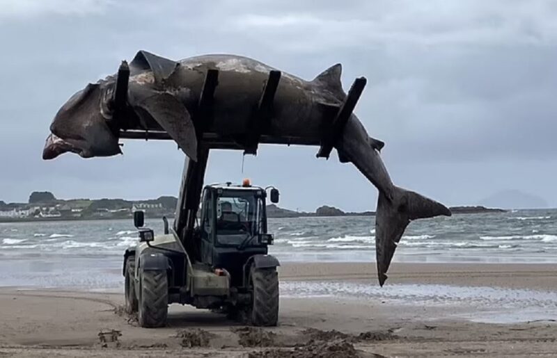 Tubarão gigante aparece morto de forma misteriosa em praia da Escócia