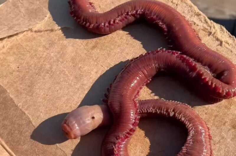 Verme carnívoro assustador é encontrado em praia dos EUA