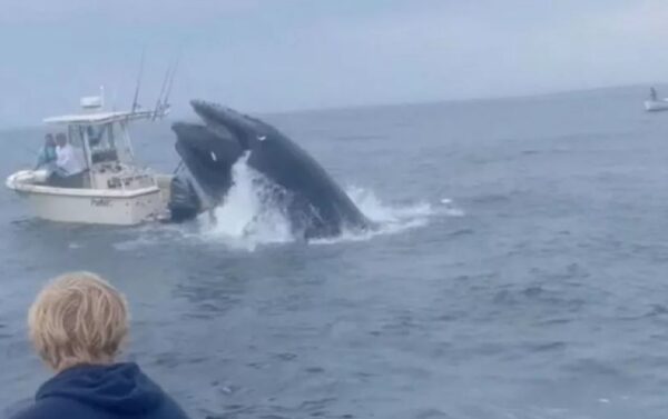 baleia jubarte vira barco