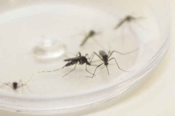 mortes-por-dengue-2024