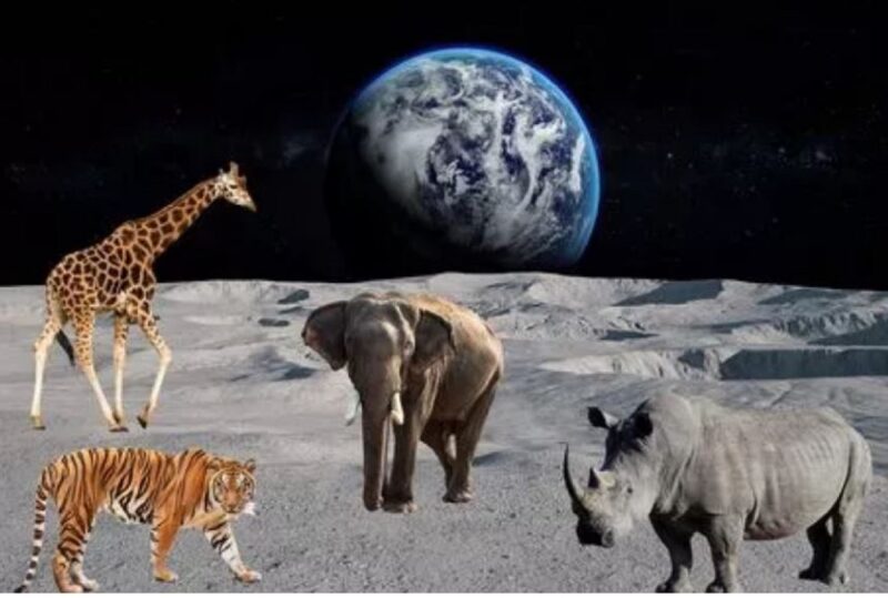 Cientistas querem enviar animais ameaçados de extinção para a Lua