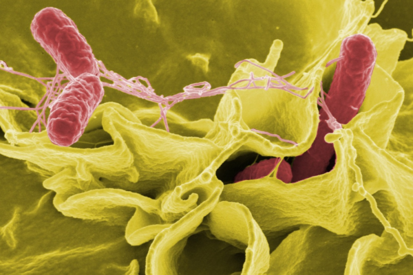 infeccao-alimentar-salmonella-matar