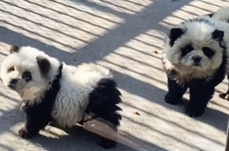 Zoológico na China é flagrado com pandas falsos cachorros pintados