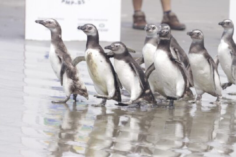 pinguins-litoral-parana