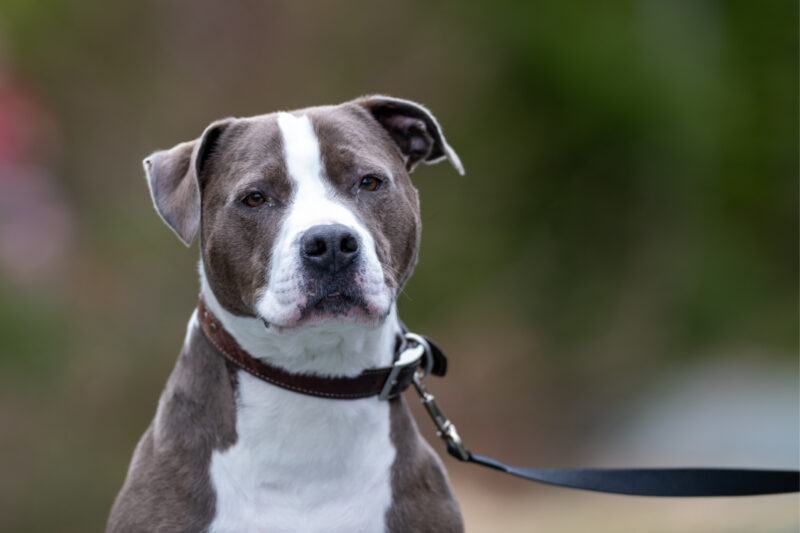 ataque-pitbull-curitiba