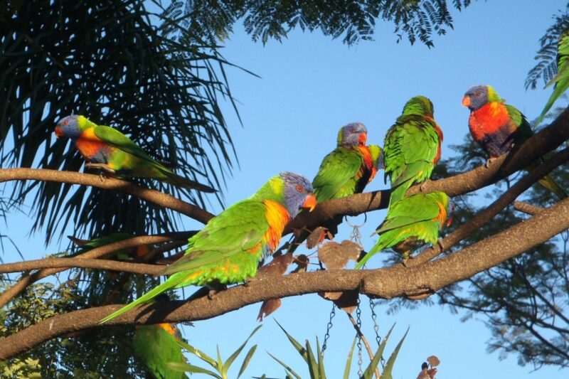 invasao-de-papagaios-na-argentina